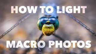 Macro Photography Lighting Tutorial [upl. by Kramnhoj]