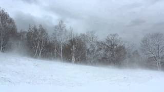 Winter Wind 1 Hour  Relaxing Snowstorm Sound Winds Blowing Snow Across Forest Meadow [upl. by Analeh]