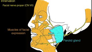 The Facial Nerve CNVII Animated Review [upl. by Alisander69]