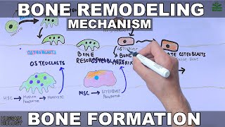 Functions of Osteoblasts amp Osteocytes  Organization of the Osteon [upl. by Bryce]