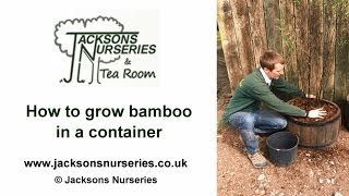 How to Grow Bamboo in Containers [upl. by Starr]