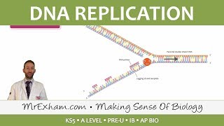 Cell Replication  DNA Replication  Post 16 Biology A Level PreU IB AP Bio [upl. by Ardnuek347]