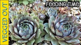 SEMPERVIVUM SUCCULENTS  HOW I FERTILIZE HYDROPONIC GREENHOUSE  QUICK HENS amp CHICKS TOUR [upl. by Ahsilad87]