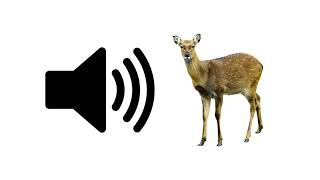 Deer  Sound Effect [upl. by Sisco947]