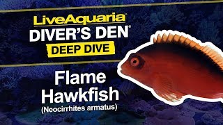 LiveAquaria® Diver’s Den® Deep Dive Flame Hawkfish Neocirrhites armatus [upl. by Arrehs]