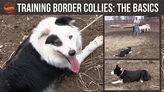 Training Border Collies The Basics [upl. by Irrej267]