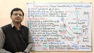 Diabetes Mellitus Part10 Mechanism of Action of Sulfonylurease  Antidiabetic Drugs  Diabetes [upl. by Atiz562]