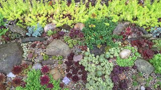 How I Built My Cold Hardy Succulent Rock Garden Sempervivum Sedum Orostachys  Weed Barrier [upl. by Rosina]