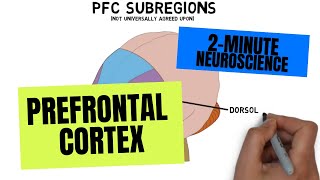 2Minute Neuroscience Prefrontal Cortex [upl. by Alra]