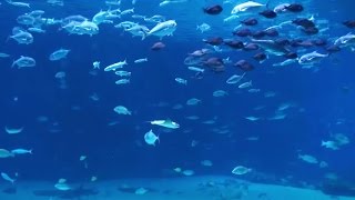 Beautiful Aquarium with Relaxing Sounds to Fall Sleep [upl. by Lyons558]