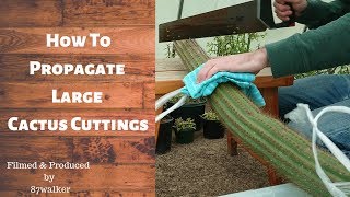 How To Propagate Large Cactus Cuttings [upl. by Alleram]