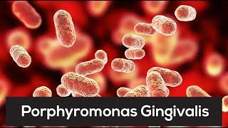 This One Bacteria Is Linked To Countless Diseases Porphyromonas Gingivalis [upl. by Aerdua]