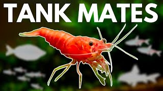 7 BEST Shrimp Tank Mates You Need to Try [upl. by Valonia164]