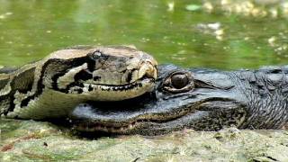 Alligator eats Python 02  Time Lapse [upl. by Ryder]