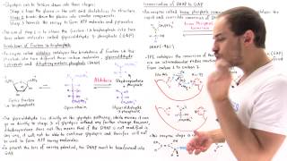 Stage 2 of Glycolysis Steps 45 [upl. by Deadman]