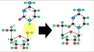 Bioquímica  Estructura de los nucleótidos [upl. by Venice]