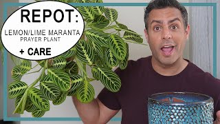 Repotting My Lemon Lime Maranta Prayer Plant Plus Crucial Care Tips amp The Ideal Soil Composition [upl. by Aisyram207]