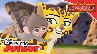 The Lion Guard  Fuli Saves Baby Baboon  Official Disney Channel Africa [upl. by Eatnuahc]