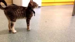 Caliciviral arthritis aka Limping kitten syndrome [upl. by Llehsyar229]