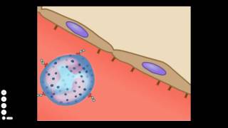 The Basic Inflammatory Response [upl. by Lzeil579]