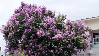 台灣花卉之美大花紫薇 Lagerstroemia speciosa [upl. by Elatsyrk]