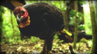 And The Mammals Laid Eggs Full Documentary [upl. by Airalednac]