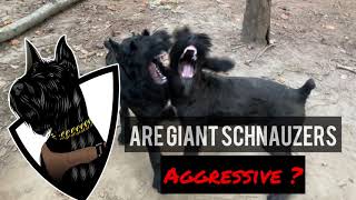 GIANT SCHNAUZER Temperament What are they like [upl. by Grider]