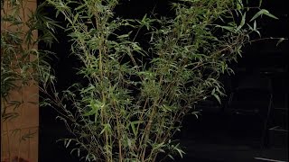 Bamboo Basics  Merredith Jiles Central Texas Gardener [upl. by Orual]