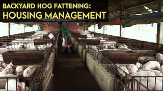 Backyard Hog Fattening Housing Management  Agribusiness BMEG Episode 5 [upl. by Drawyeh]