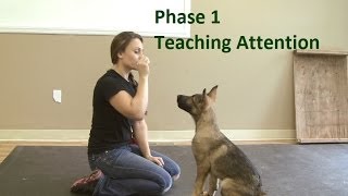 How to Train a Dog to Pay Attention K91com [upl. by Patricio]