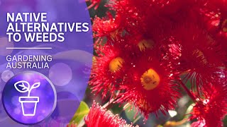 Native alternatives to environmental weeds  Australian native plants  Gardening Australia [upl. by Nettie]