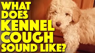 What does Kennel Cough sound like [upl. by Kelcey]