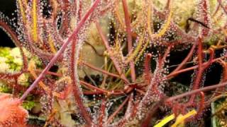 Drosera binata  The ForkedLeaf Sundew Carnivorous Plant [upl. by Charters]