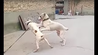 Pitbull attacks a Bully Kutta [upl. by Ahsirt]