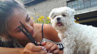 Hundehaar selber schneiden So gehts  Grooming  tutorial  ByIri [upl. by Samson308]