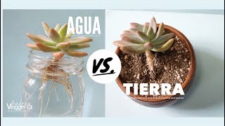 Como Reproducir suculentas en Agua y Tierra  VLOG DIY [upl. by Nannette]