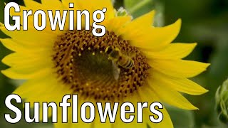 Tips for Growing Sunflowers [upl. by Elenaj]