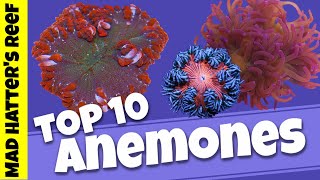 Top 10 Sea Anemones [upl. by Enrol332]