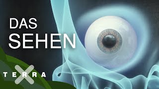 Das Auge – eine Erfolgsgeschichte der Evolution  Terra X [upl. by Adlig]