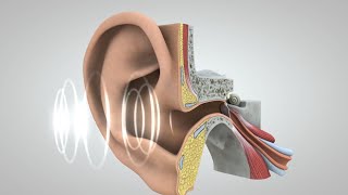 El viaje del sonido al cerebro [upl. by Thorfinn]