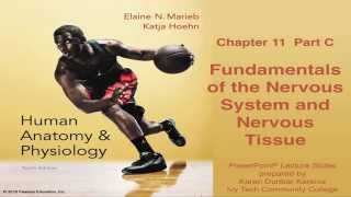 Anatomy amp Physiology Chapter 11 Part C Nervous System and Nervous Tissue [upl. by Sinegra]