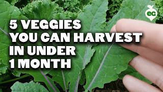 5 Fast Growing Veggies You Can Harvest in Under 1 Month [upl. by Annawot414]