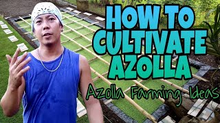 HOW TO GROW AZOLLA  Azolla Farming Ideas [upl. by Drais264]