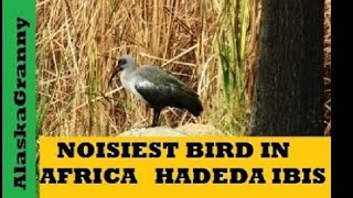 Loudest Bird In Africa Hadeda Ibis [upl. by Aisylla373]