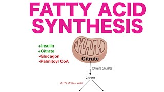 Fatty Acid Synthesis [upl. by Asiulairam112]