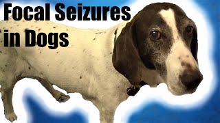 How to Spot Canine Focal Seizure Symptoms [upl. by Curry]