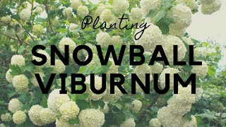 How to plant Snowball Viburnums [upl. by Almita]