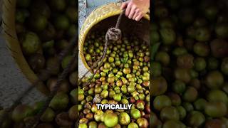 Processing Camellia fruit oil shorts [upl. by Sivra295]