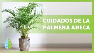 Cómo CUIDAR una PALMERA ARECA🌴💧 – ¡Riego abono reproducción y más [upl. by Malachy]