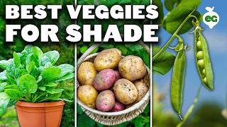 12 Perfect Vegetables To Grow in a Shady Garden Space [upl. by Sternick374]